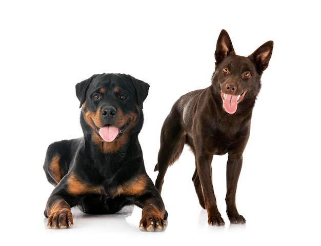 Australian Kelpie and rottweiler in front of white background