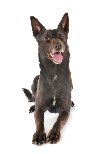 Australian Kelpie in studio