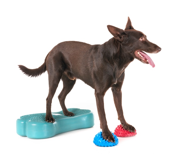 Photo australian kelpie in studio