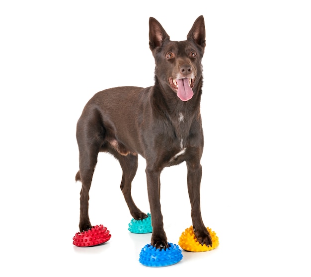 Photo australian kelpie in studio