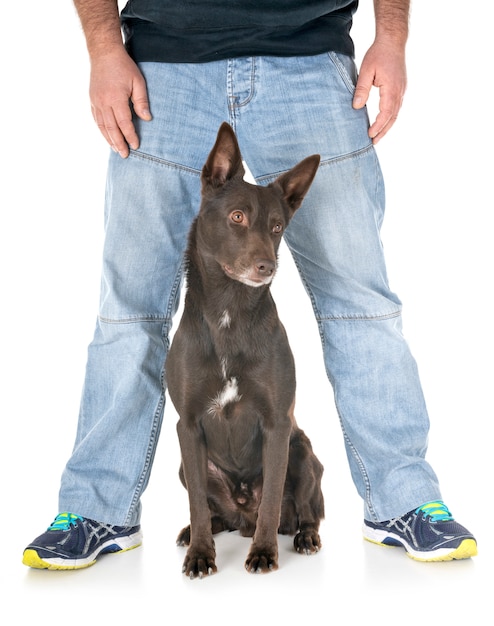 Australian Kelpie in studio