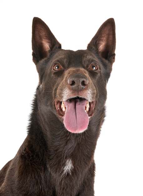 Australian Kelpie in studio