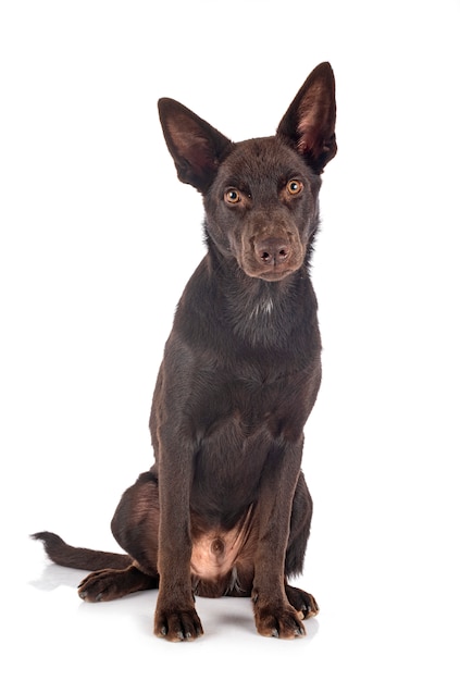 Australian Kelpie on white isolated