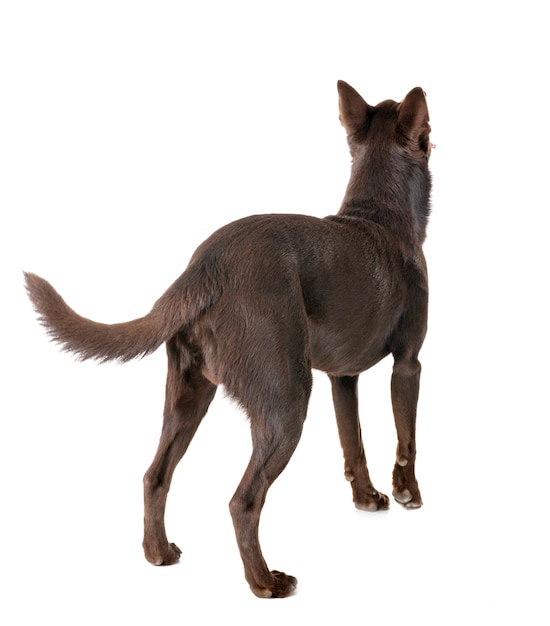 Australian Kelpie on white wall