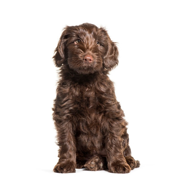 Australian Labradoodle, 2 months old, sitting in front of white background