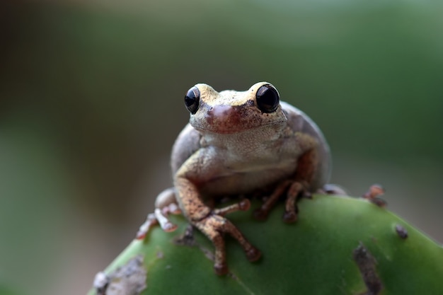 写真 緑の葉の上のオーストラリアのlittoria風疹アマガエルのクローズアップ