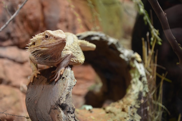 Photo australian lizard