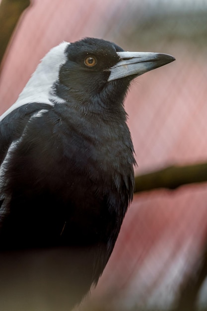 Australian Magpie