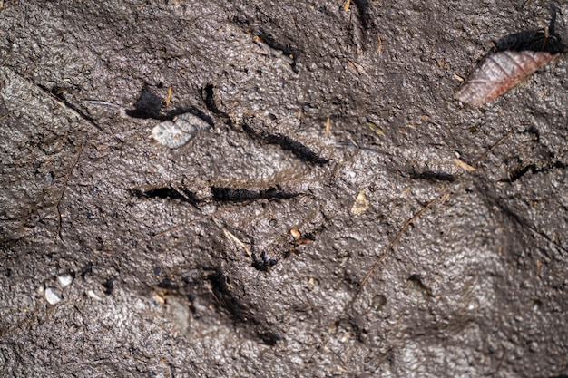 australian native aninal tracks in mud