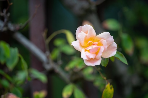 Australian native flowers in the bush in spring