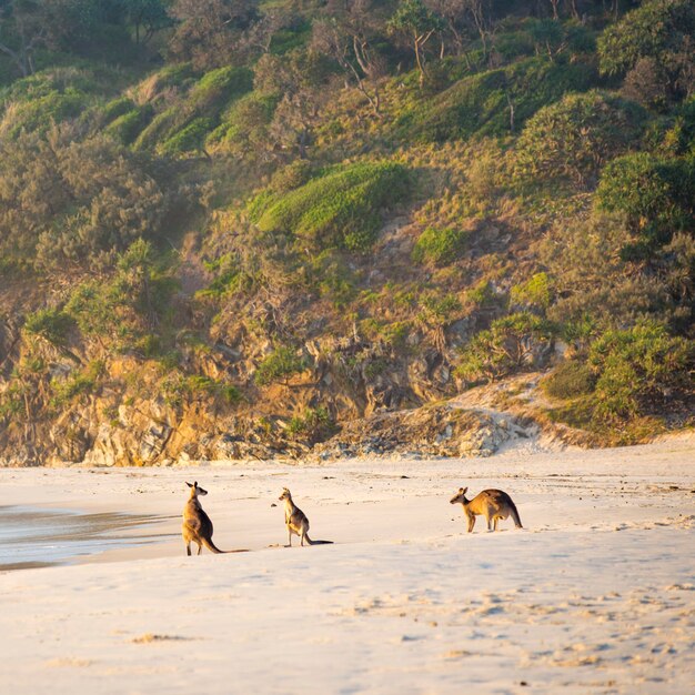 Foto una famiglia di canguri nativi australiani si riunisce sulla spiaggia all'alba sull'isola di stradbroke