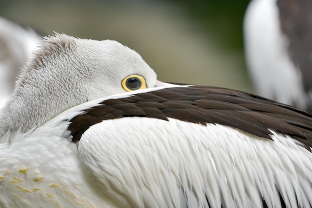 Australian pelican hiding its head in wings