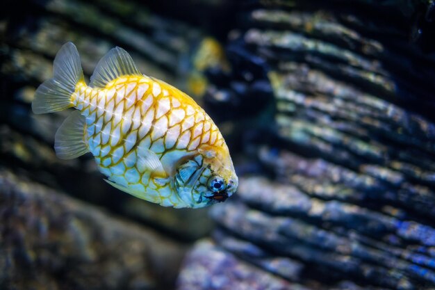 Australian pineapplefish fish in sea