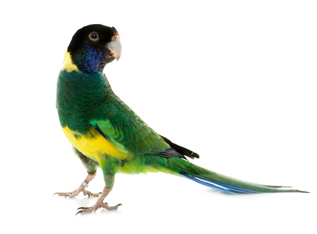 Photo australian ringneck