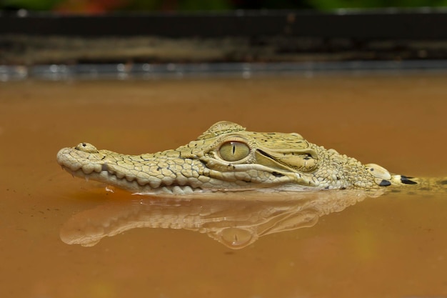 자연 배경에 호주 바닷물 악어 Crocodylus porosus