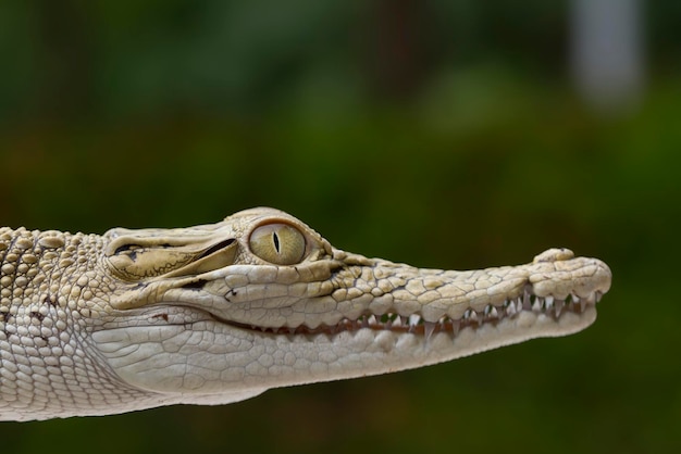 Australian saltwater crocodile Crocodylus porosus on nature background