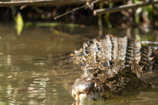 Australian saltwater crocodile waiting on the river bank to attack its prey Copy space