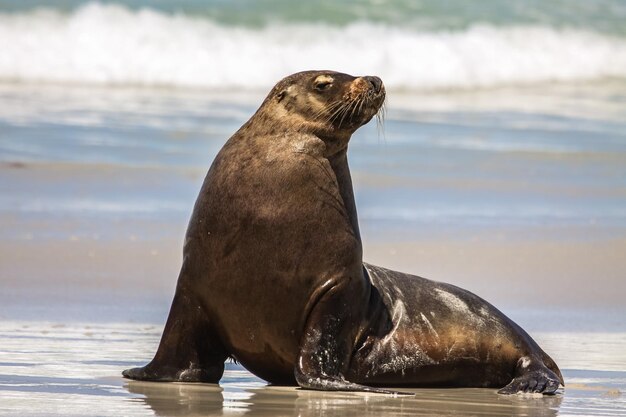 写真 オーストラリアの海獅子がビーチで