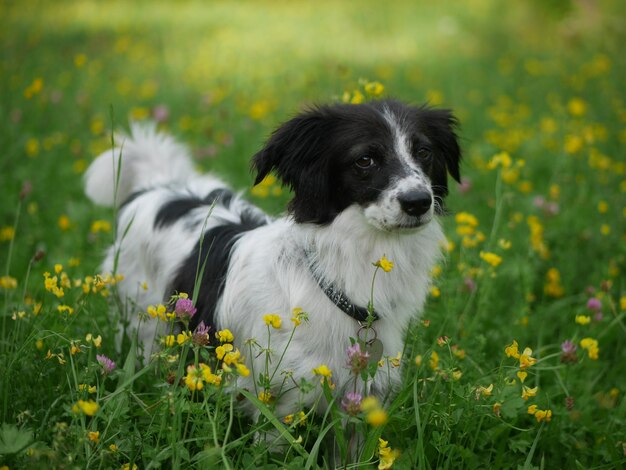 An australian sheperd and a mixed race in the meadow