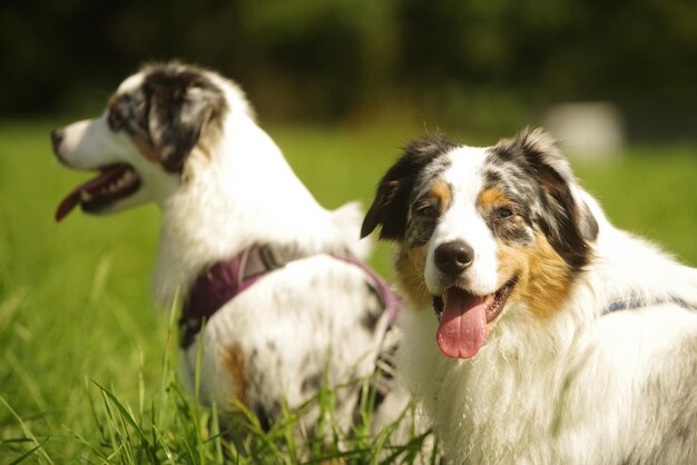 Australian Sheperds und Border C ollie