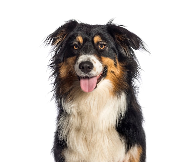 Australian Shepherd, 1 year old, in front of white background