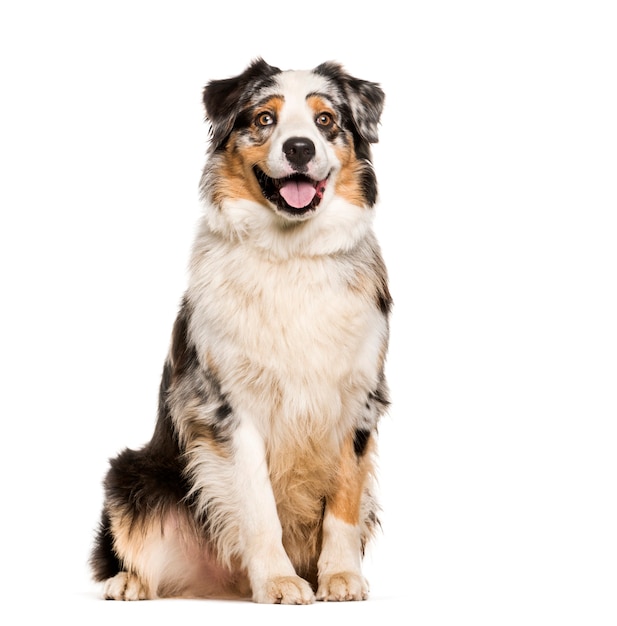 Australian Shepherd, 1 year old, sitting in front of white background