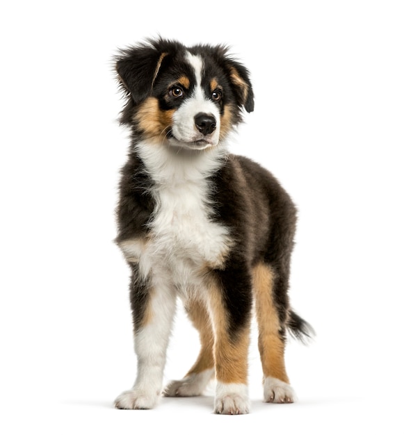 Australian Shepherd, 4 months old, in front of white background