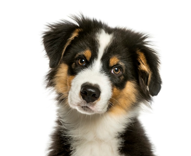 Australian Shepherd, 4 months old, in front of white background