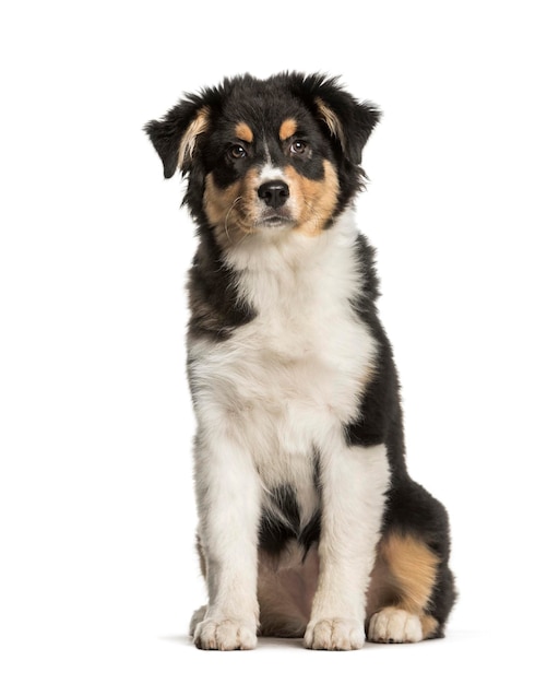 Australian Shepherd 5 maanden zittend tegen een witte achtergrond