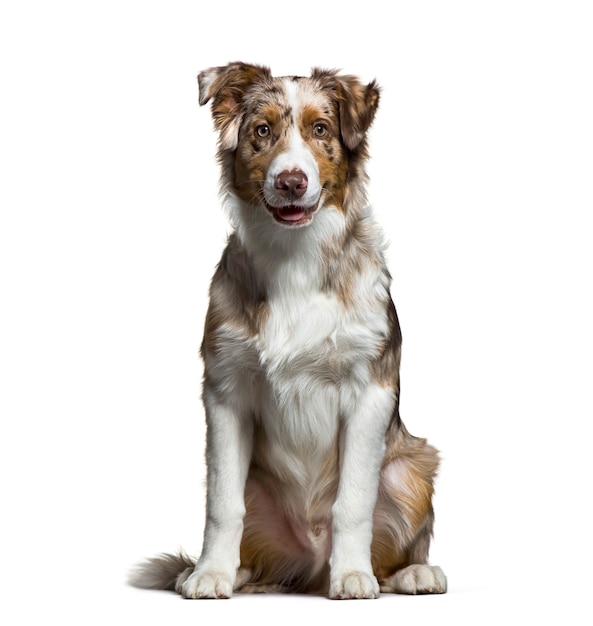 Australian Shepherd, 5 months old, sitting in front of white background