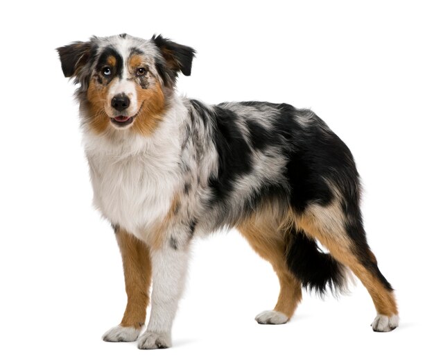 Australian shepherd, 6 months old, in front of white wall