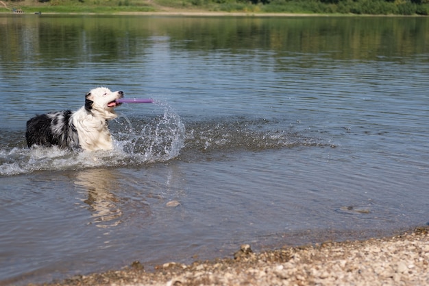 写真 オーストラリアンシェパードのブルーメルル犬が夏の川で空飛ぶ円盤で遊ぶ。水のしぶき。ビーチでペットと楽しんでください。ペットと一緒に旅行します。