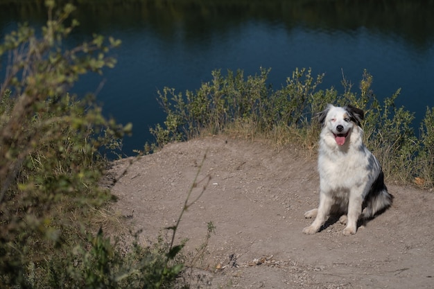 Australian shepherd blue merle dog with open mouth portrait in summer. Sit on the seaside. Travel with pets. Blue eyes. High quality photo