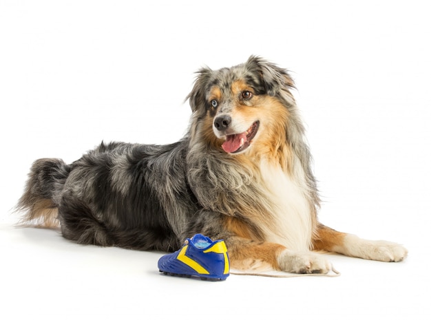 Pastore australiano blue merle con giocattolo blu