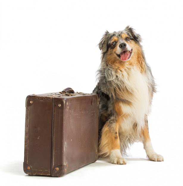 Australian shepherd blue merle with suitcase