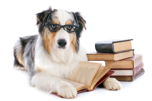 australian shepherd and books