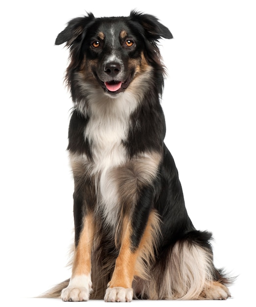 Australian Shepherd dog, 1 year old, sitting