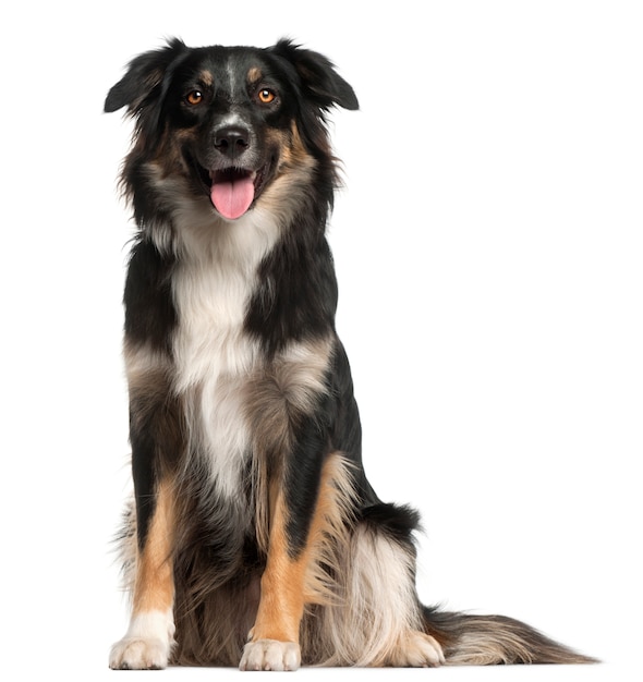 Australian Shepherd dog, 1 year old, sitting