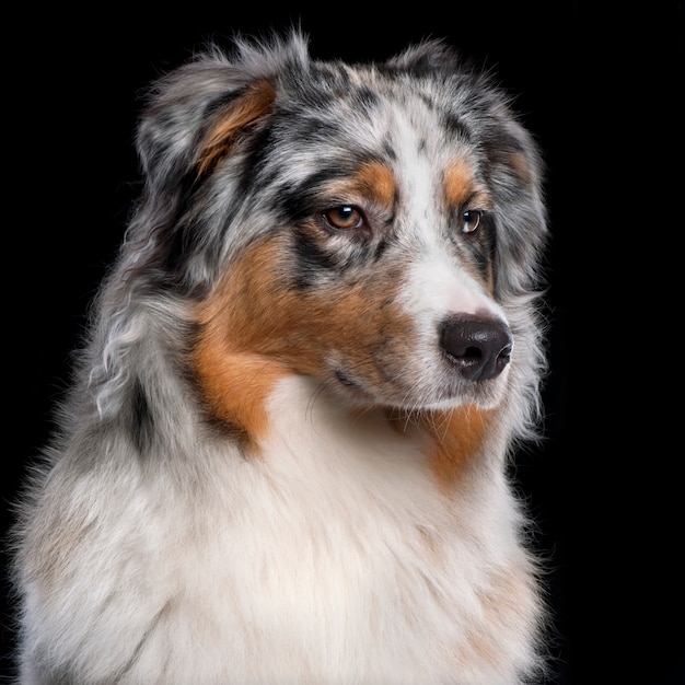 Australian Shepherd dog, 10 maanden oud,