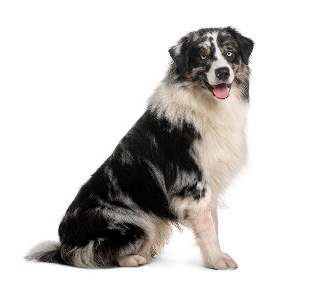 Australian Shepherd dog, 14 Months Old, sitting