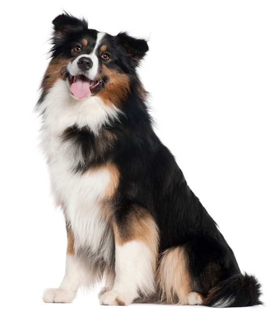 Australian Shepherd dog, 2 jaar oud, zittend