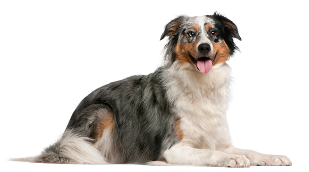 Australian Shepherd dog, 2 years old, lying