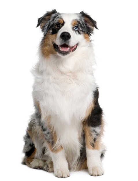 Australian Shepherd dog, 9 months old, sitting