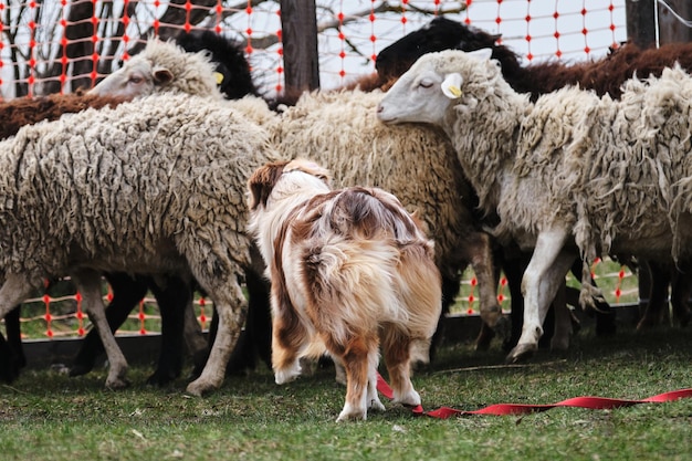 オーストラリアンシェパード犬の群れ羊の群れ本能の存在に関する犬のスポーツ基準