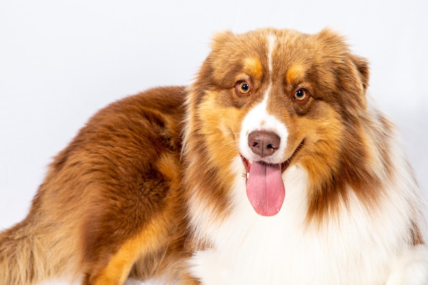 Australian Shepherd Dog liggend tegen een witte achtergrond