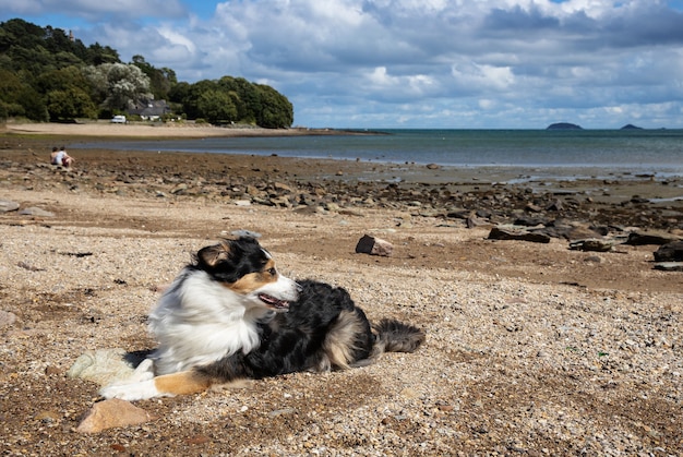 ビーチで横になっているオーストラリアンシェパードの犬