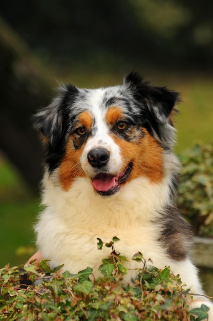 Australian shepherd dog in the meadow