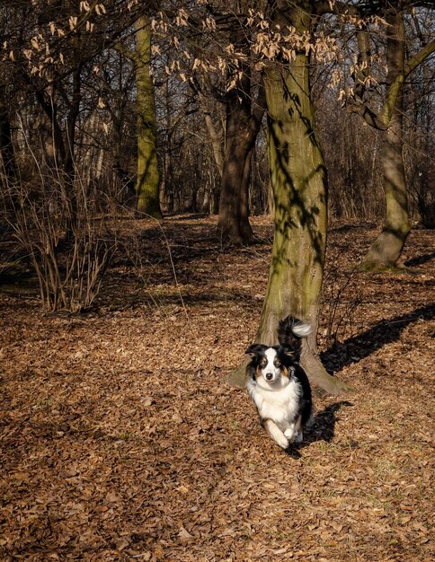 Australian Shepherd Dog playing at spring park Happy Aussie run at outdoors sunny day