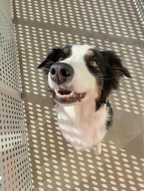 Australian Shepherd Dog portrait outdoors Happy Aussie at sunny day