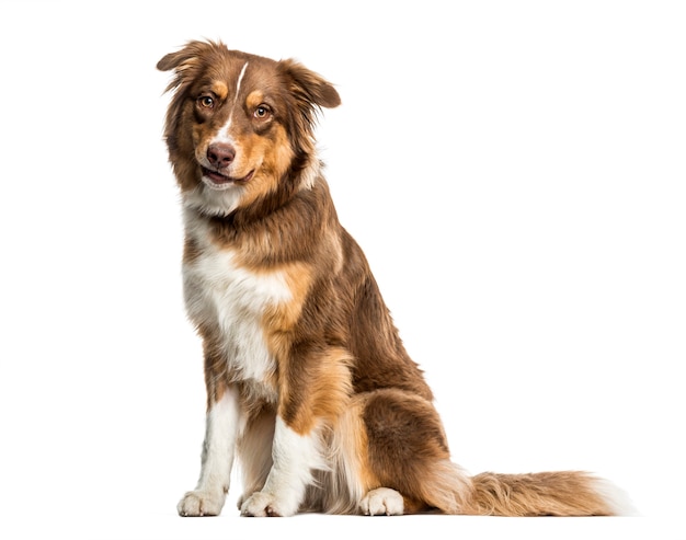 Australian Shepherd dog sitting against white background